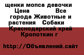 щенки мопса девочки › Цена ­ 25 000 - Все города Животные и растения » Собаки   . Краснодарский край,Кропоткин г.